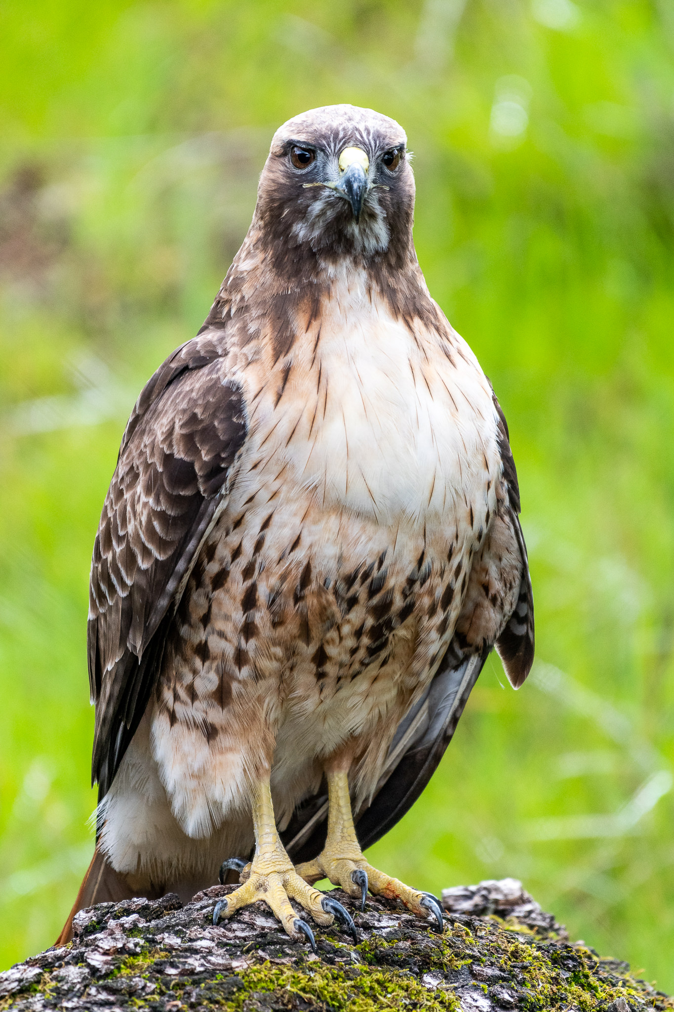 Red Tailed Hawk